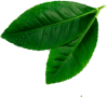leave__0002_Layer-4.png